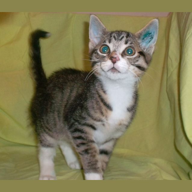 Photo of Nemo