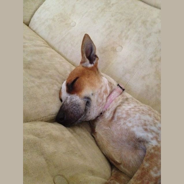 Photo of Freckles