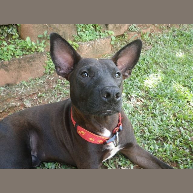 Photo of Roo