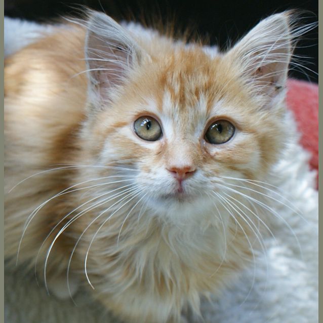 Photo of Petie