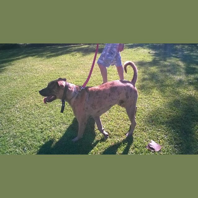 Photo of Catahoula Leopard 