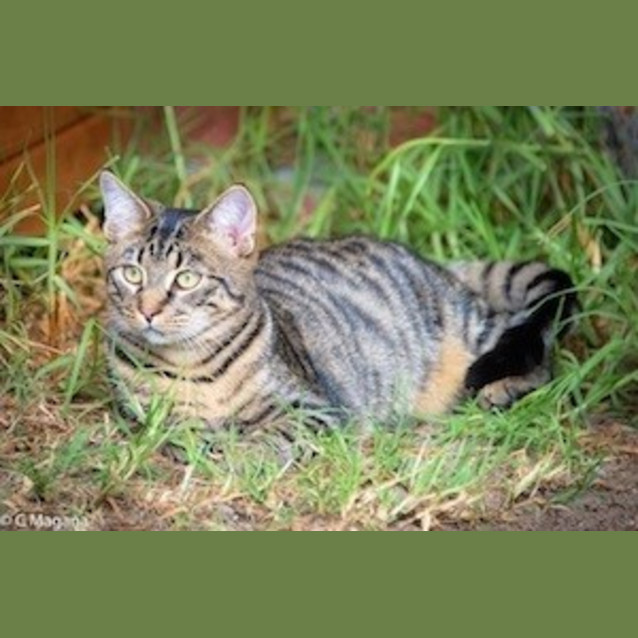 Photo of Mischief (Ec0003)