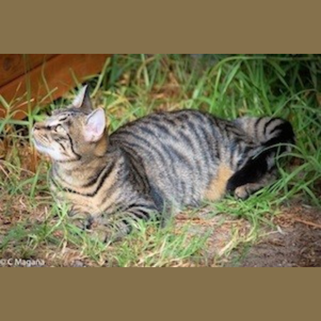 Photo of Mischief (Ec0003)