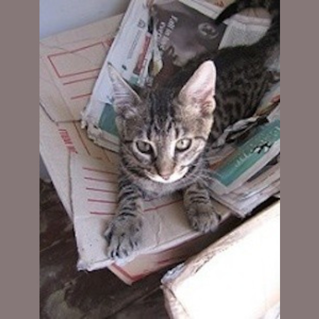 Photo of Mischief (Ec0003)