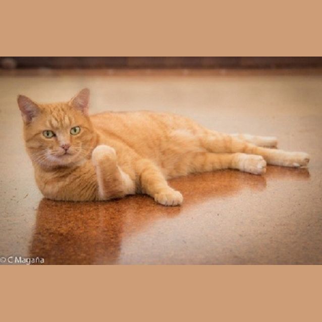 Photo of O'malley (Ec0004)