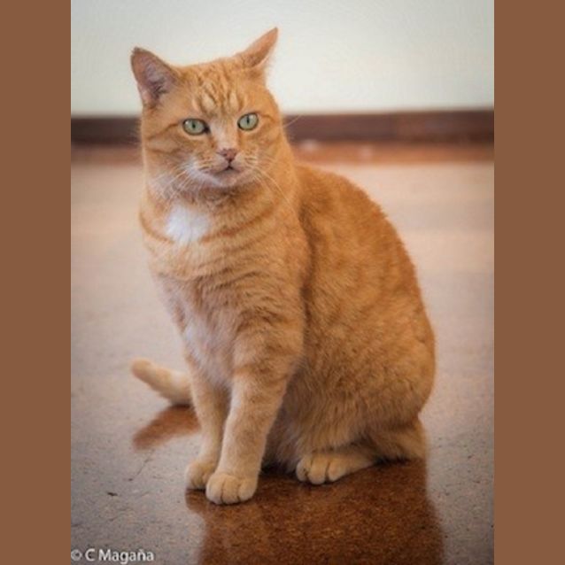 Photo of O'malley (Ec0004)