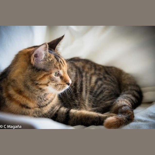 Photo of Evie (Ec0001)