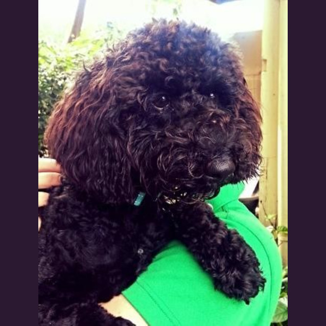 Photo of Rocky