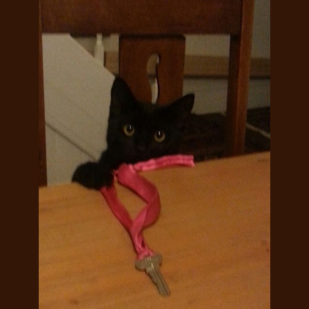 Photo of Pudding