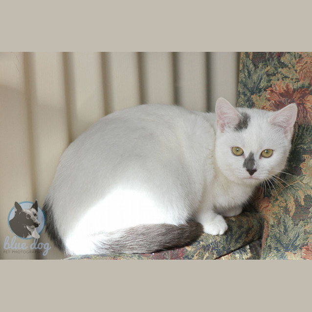 Photo of Kahlee (C690)