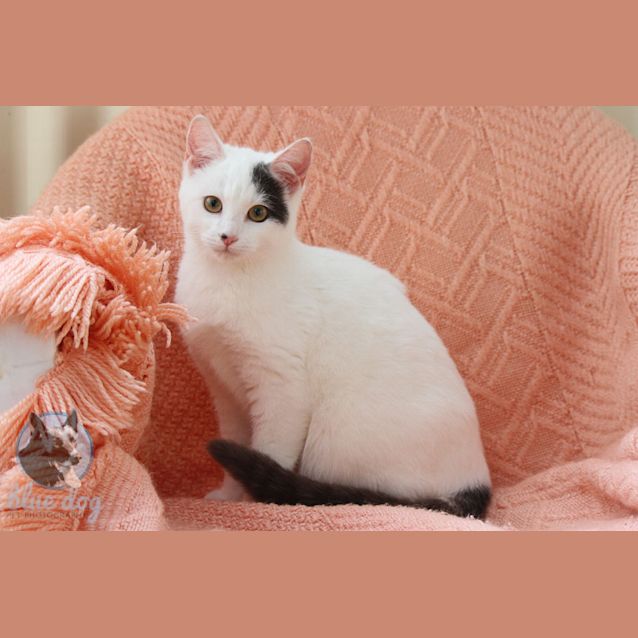 Photo of Picasso (C689)