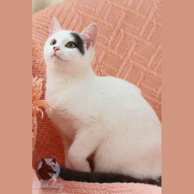 Photo of Picasso (C689)