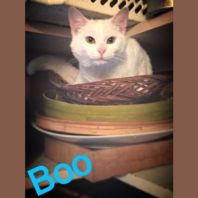 Photo of Boo