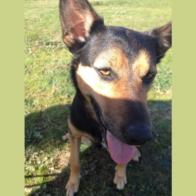 Photo of Penny