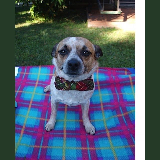 Photo of *** Basil ***