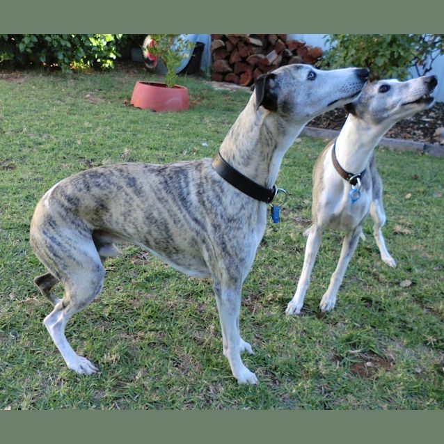 Photo of Boz & Bindi *On Trial In Their New Home*