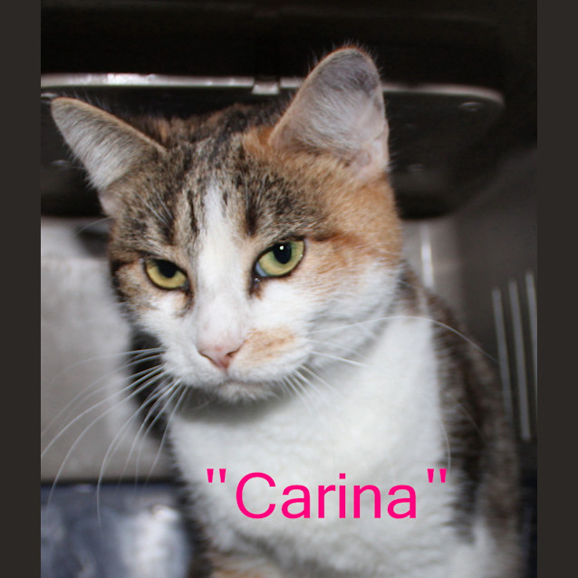 Photo of Carina