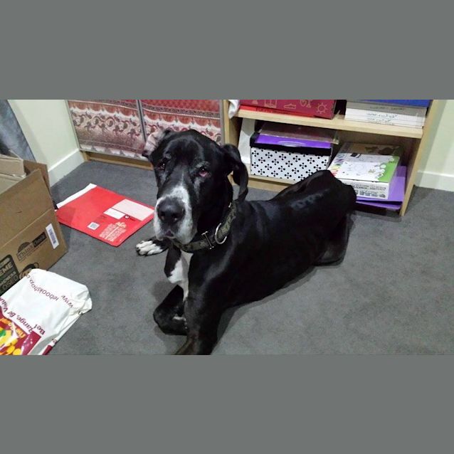Photo of Tonka