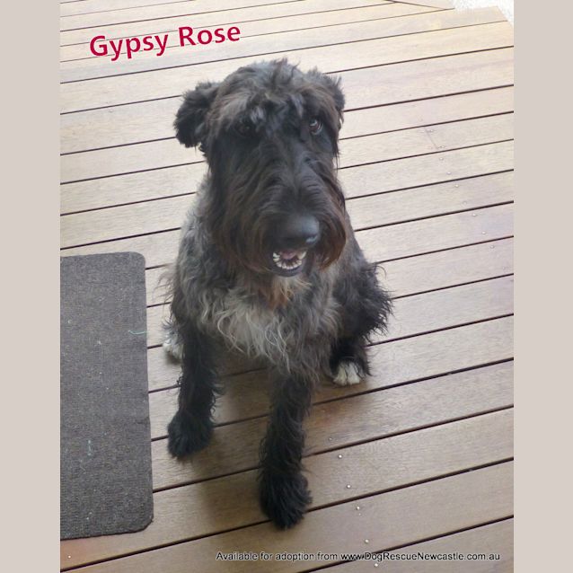 Photo of Schnauzer Gypsy Rose (On Trial 21/7/14)