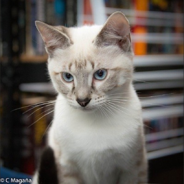 Photo of Jasper (Ec0037)