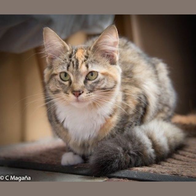 Photo of Talulah (Ec0038) 