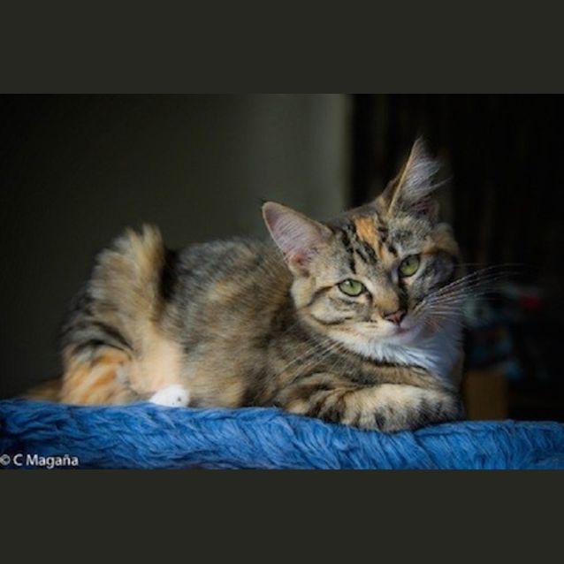 Photo of Talulah (Ec0038) 