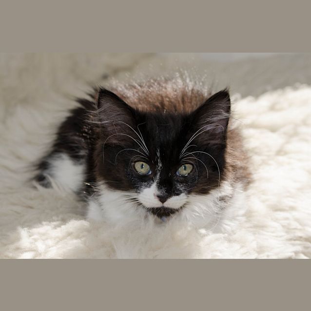 Photo of Mazz