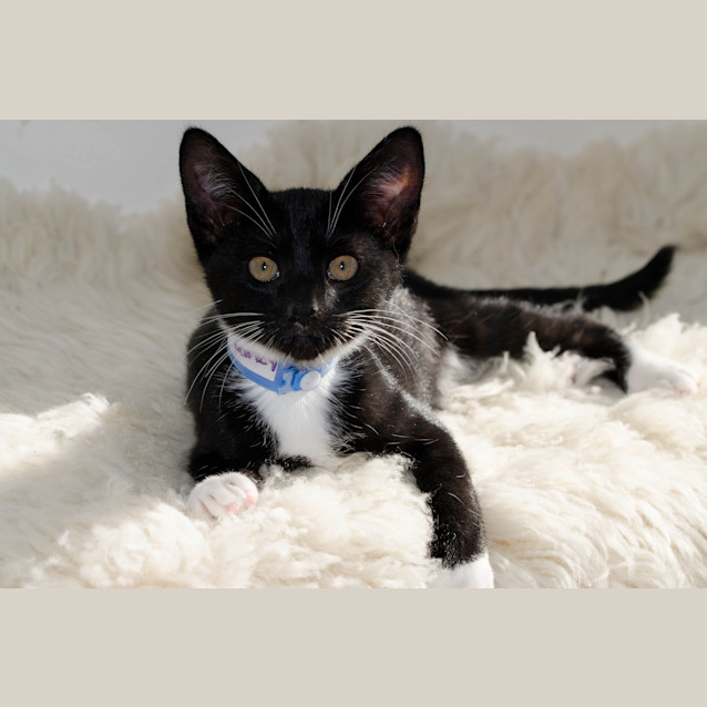 Photo of Barley