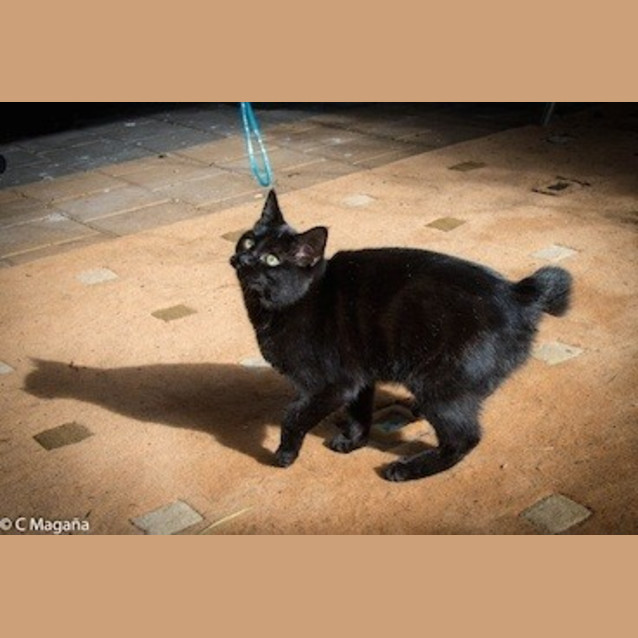 Photo of Parsley (Ec0014)