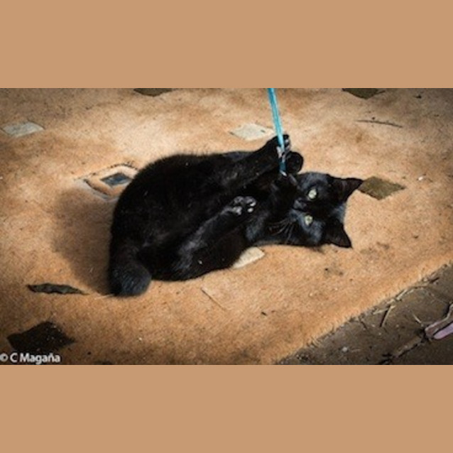 Photo of Parsley (Ec0014)