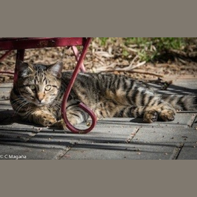 Photo of Freddie (Ec0016)