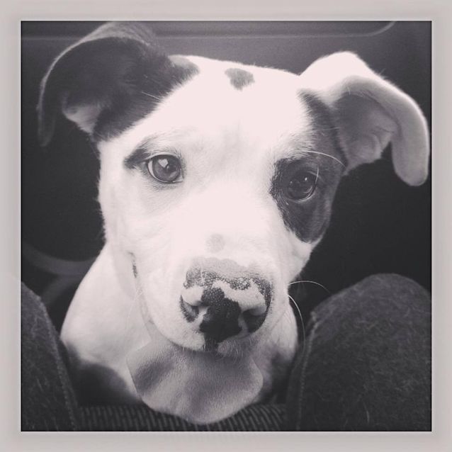 Photo of Chance