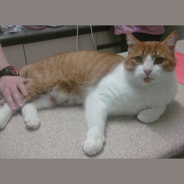 Photo of Zeus (C697)