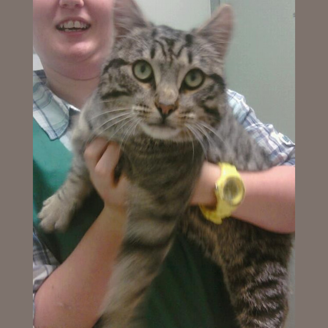 Photo of Apollo (C698)