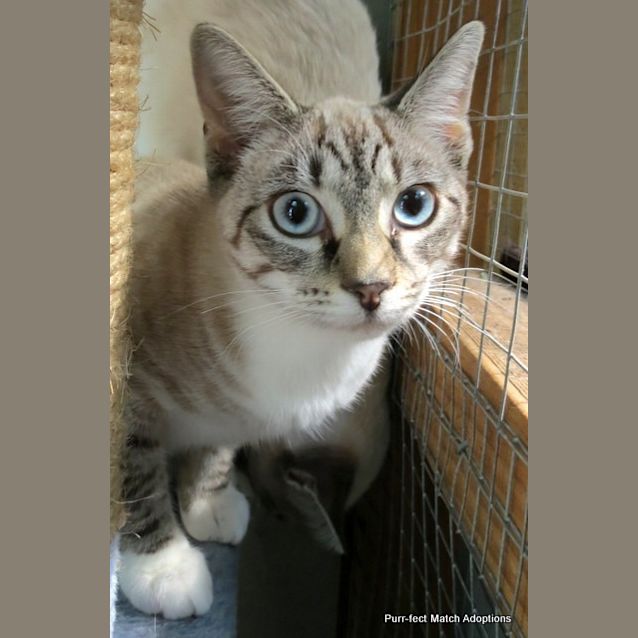 Photo of "Phoebe" Purrfect Match