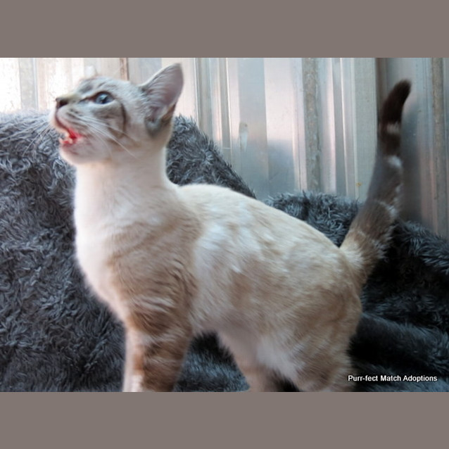 Photo of "Piper" Purrfect Match