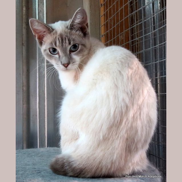 Photo of "Pierre" Purrfect Match