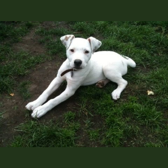 Photo of Marty Mc Fly Kid And Dog Friendly