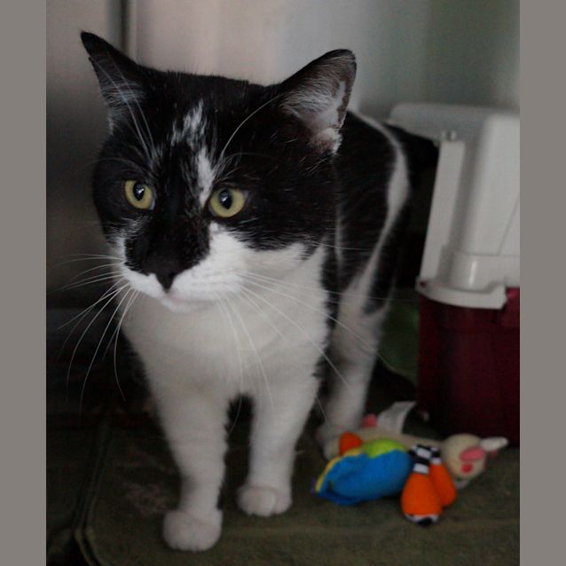Photo of Nala