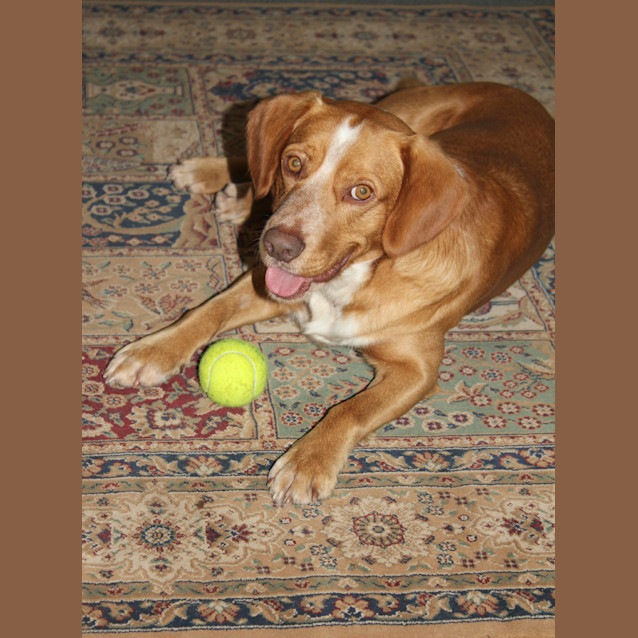 Photo of Chopper