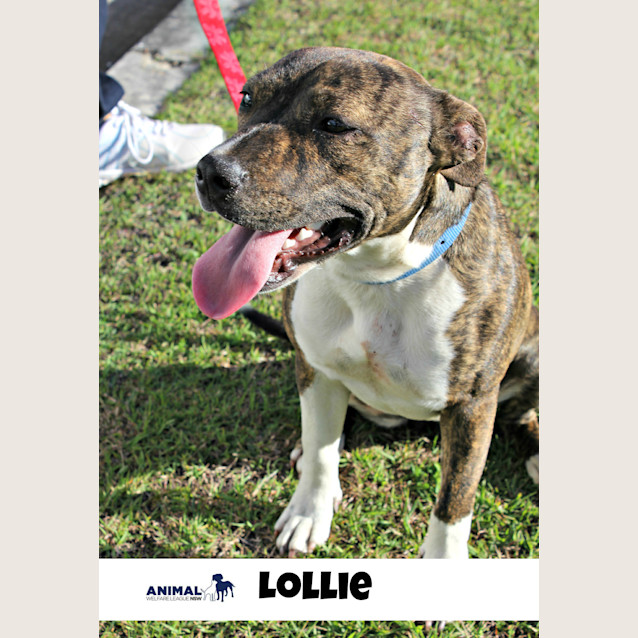 Photo of Lollie