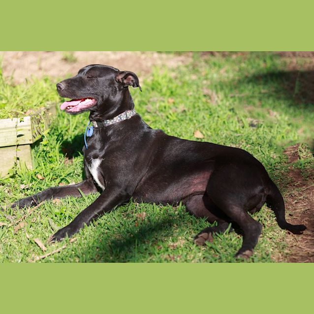 Photo of Saffron Sky ~ Rehomed 19/12/14