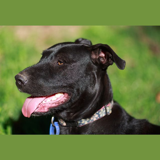 Photo of Saffron Sky ~ Rehomed 19/12/14