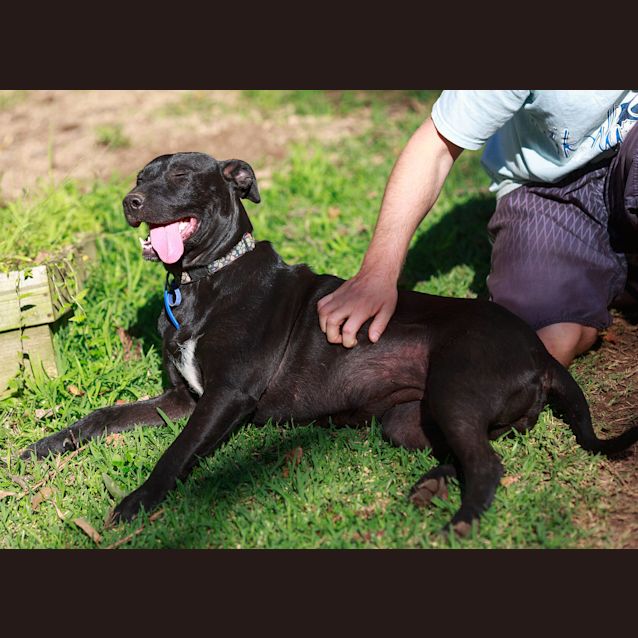 Photo of Saffron Sky ~ Rehomed 19/12/14