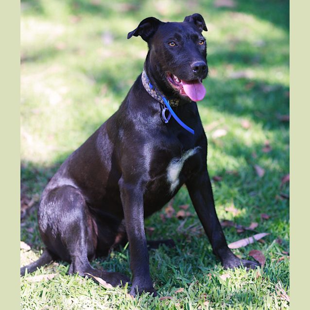 Photo of Saffron Sky ~ Rehomed 19/12/14