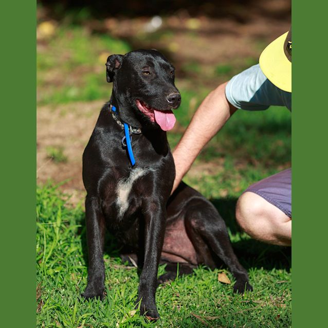 Photo of Saffron Sky ~ Rehomed 19/12/14