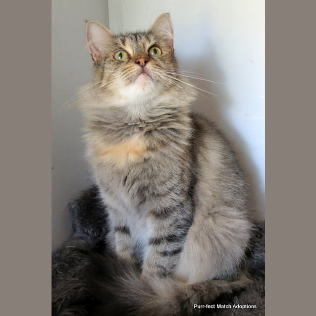 Photo of "Annabelle" $49   Purrfect Match