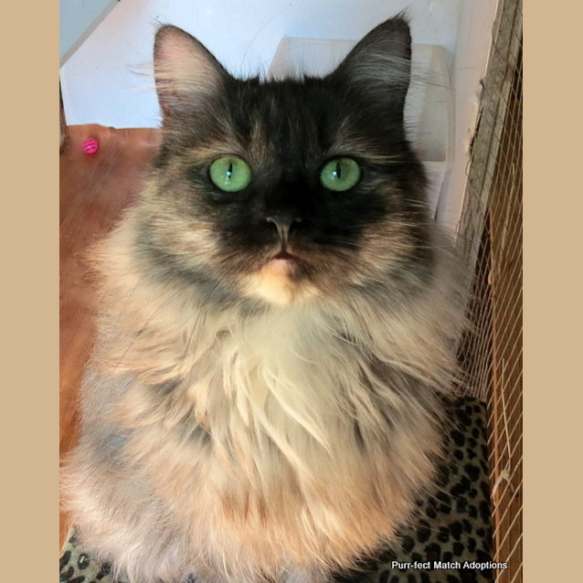 Photo of "Stormy"   Purrfect Match