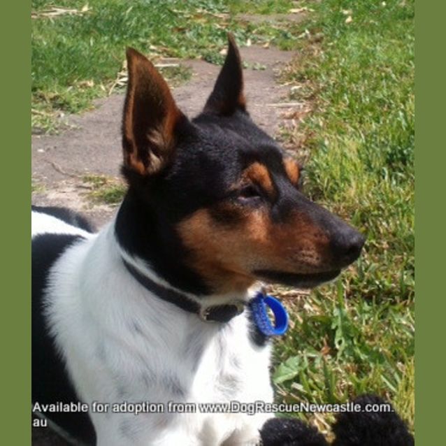 Photo of Spiro (On Trial 6/9/14)