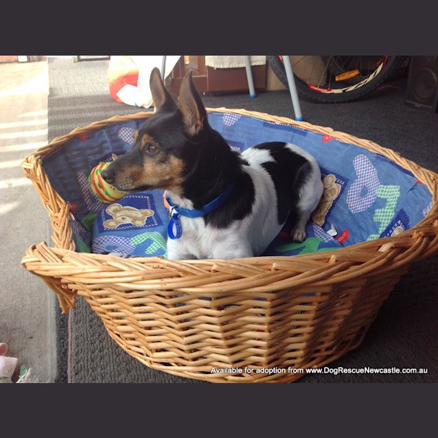 Photo of Spiro (On Trial 6/9/14)